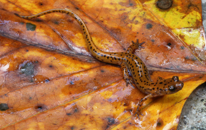 Cave Salamander